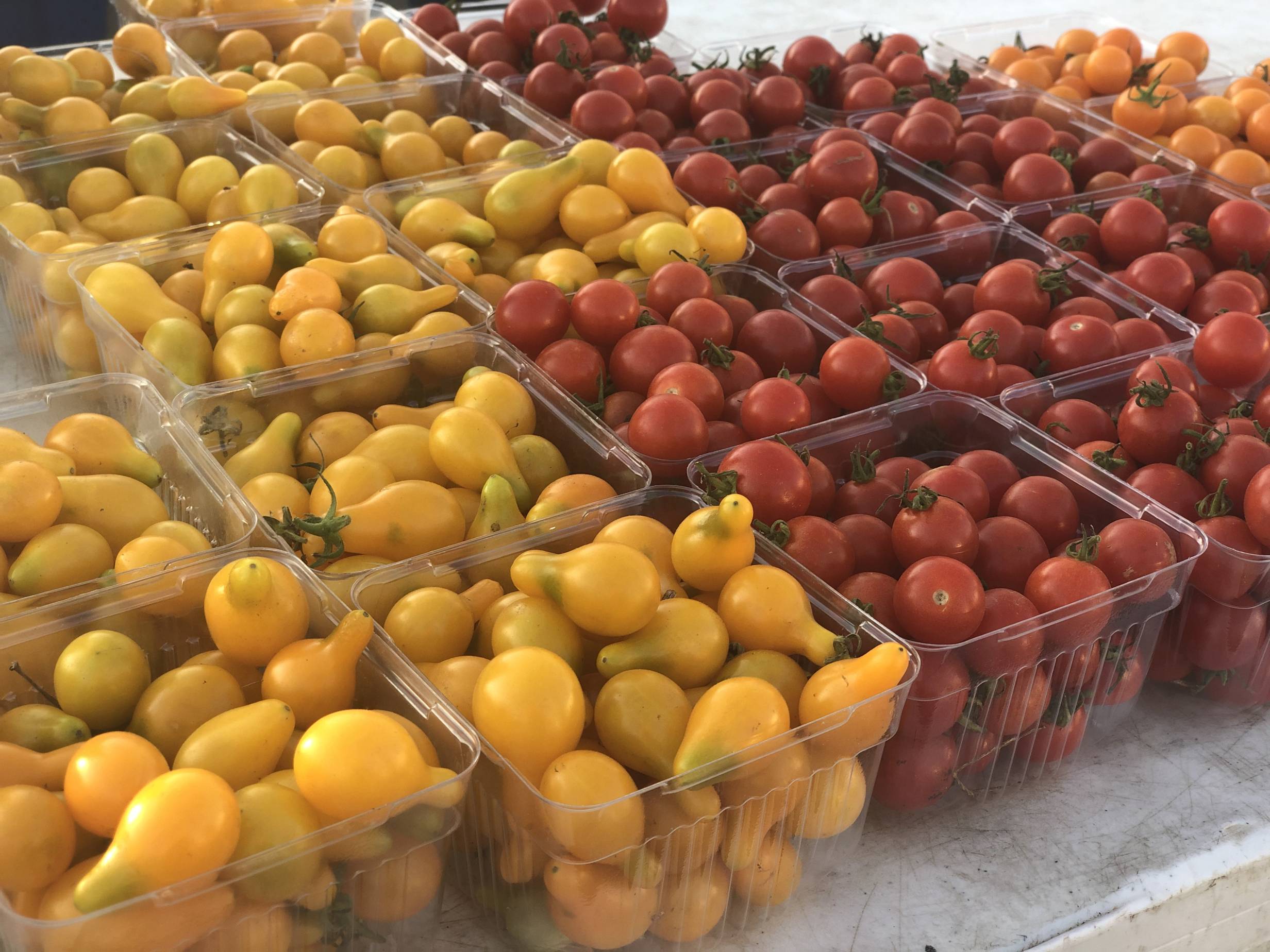 Many small, clear plastic containers hold very small yellow, red, and orange tomatoes, separated into containers by color. Photo by Alyssa Buckley.