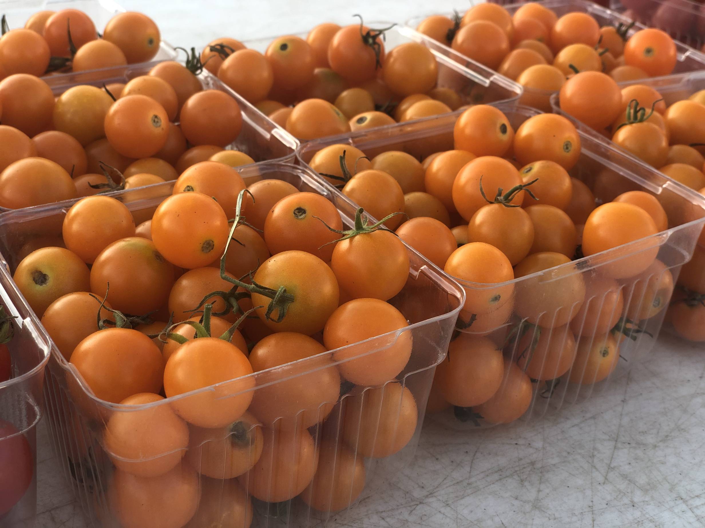 Many square, clear plastic containers hold small, spherical orange tomatoes on the vine. Photo by Alyssa Buckley.