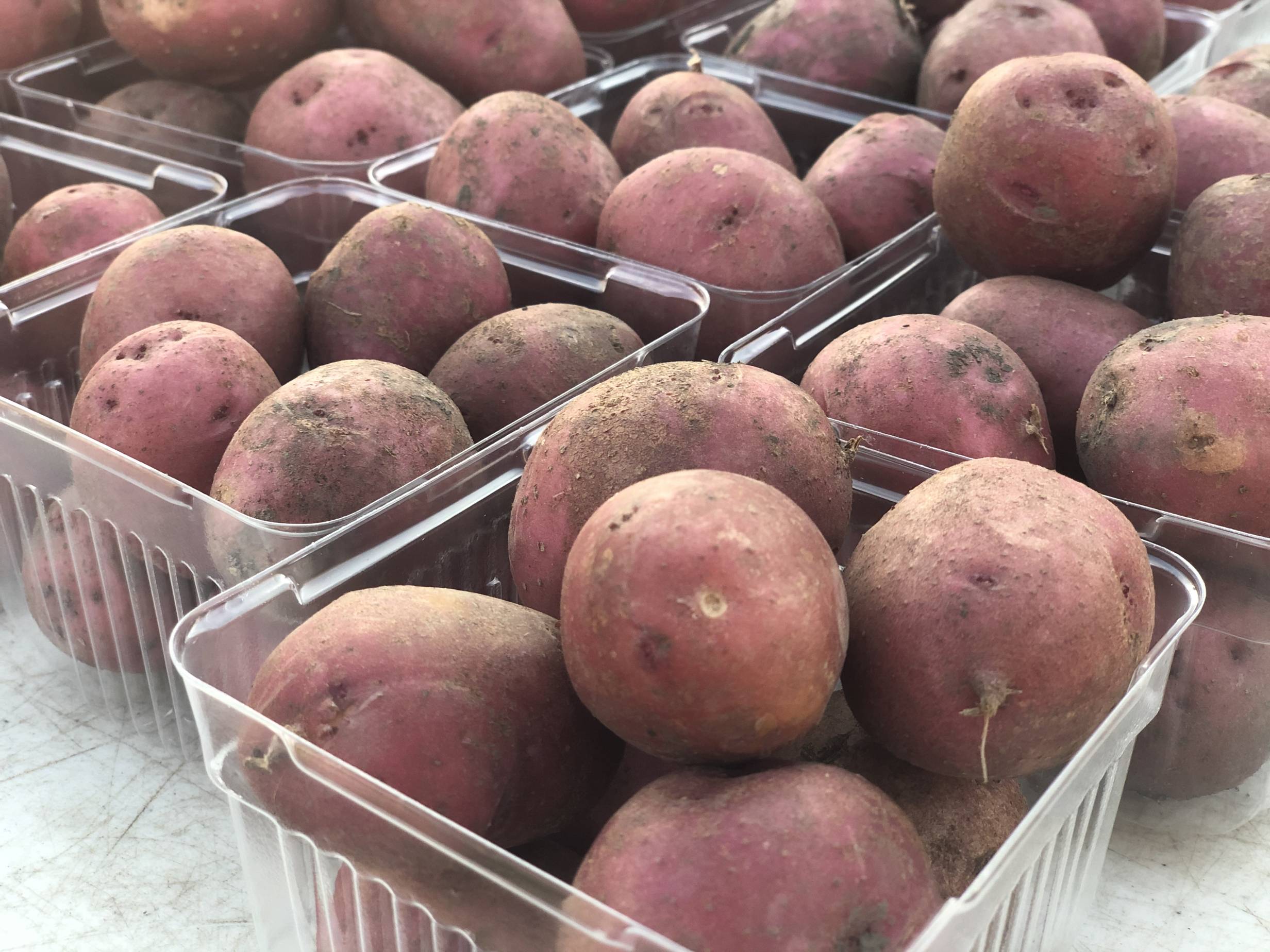 Small, square plastic containers without covers hold several small red potatoes on a white table at the Urbana Market in the Square. Photo by Alyssa Buckley.