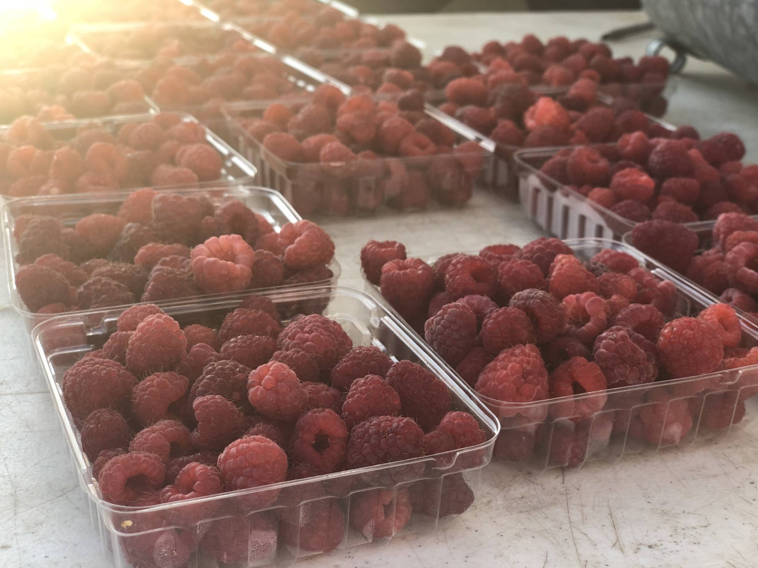 Many small, plastic clear containers contain freshly picked raspberries. Photo by Alyssa Buckley.