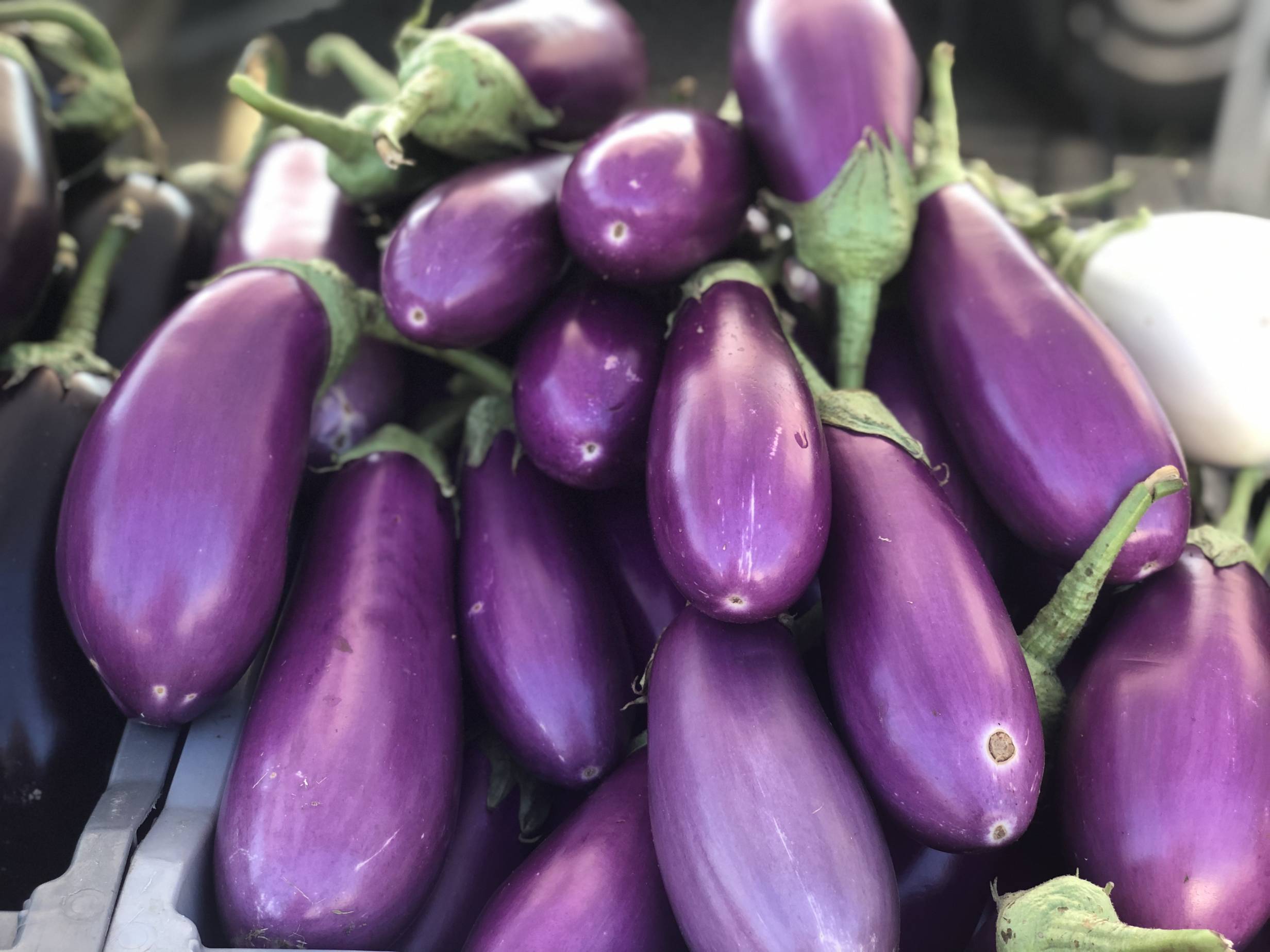 Many bright purple eggplants are stacked on top of each other with little green tops facing away from the camera. Photo by Alyssa Buckley.