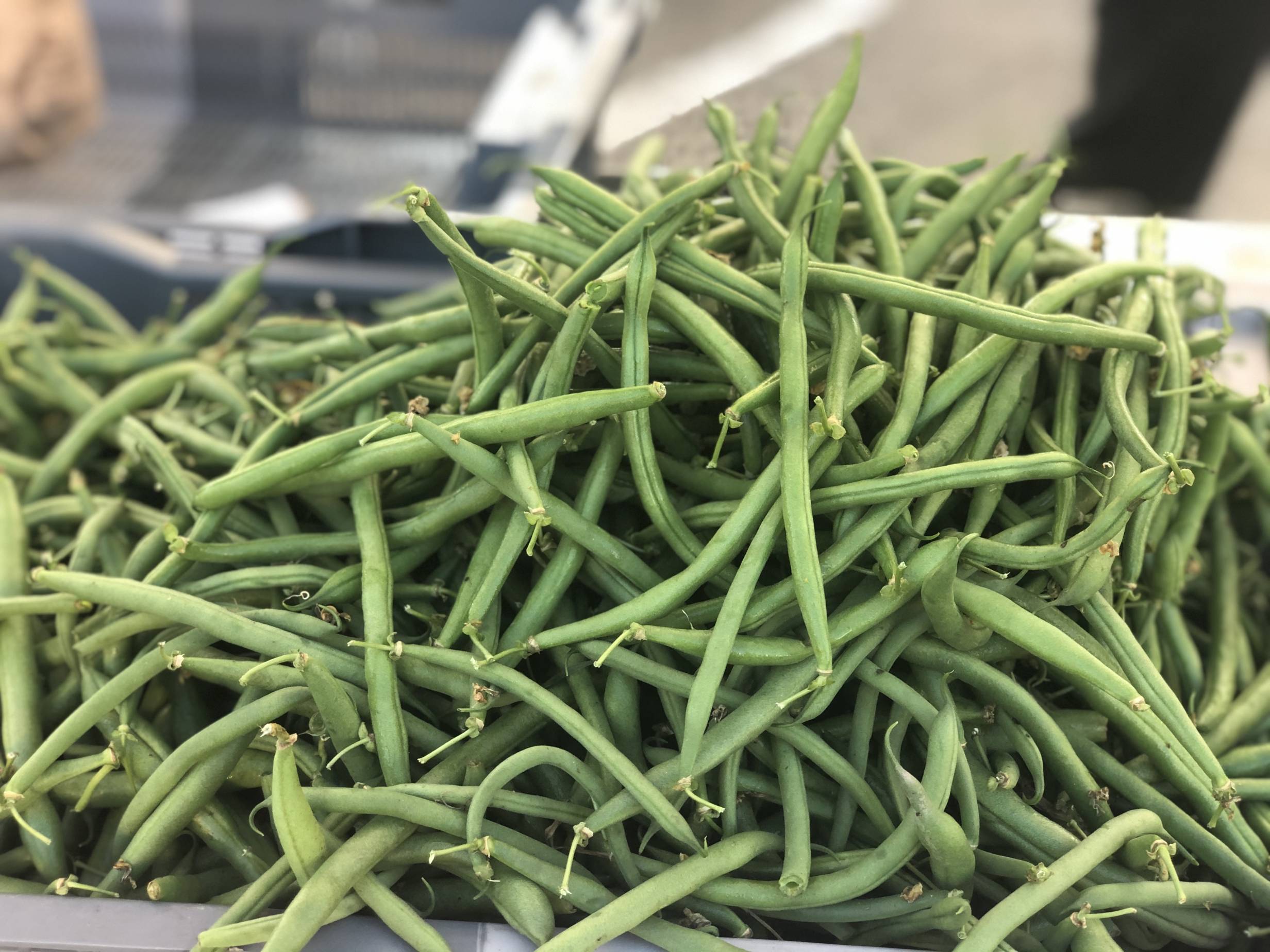 Thousands of green beans are stacked haphazardly in a container at the Urbana Market in the Square. Photo by Alyssa Buckley.