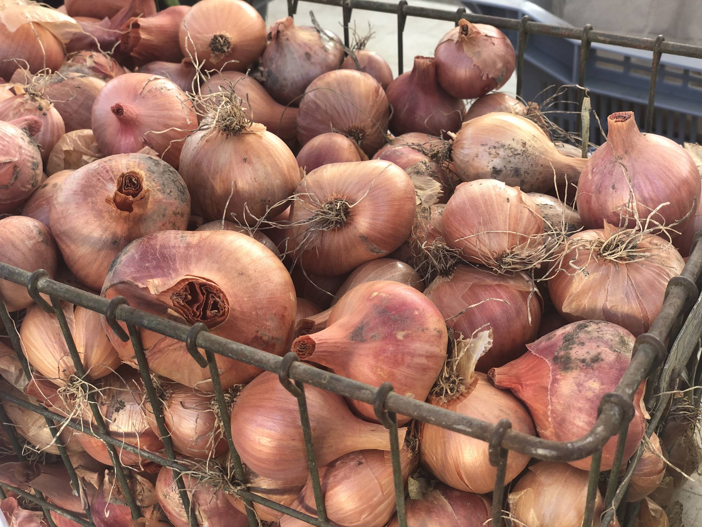 In a rusty brown metal basket, there are many yellow onions with rose colored outer layers, roots, and bits of dirt at the Urbana Market in the Square. Photo by Alyssa Buckley.