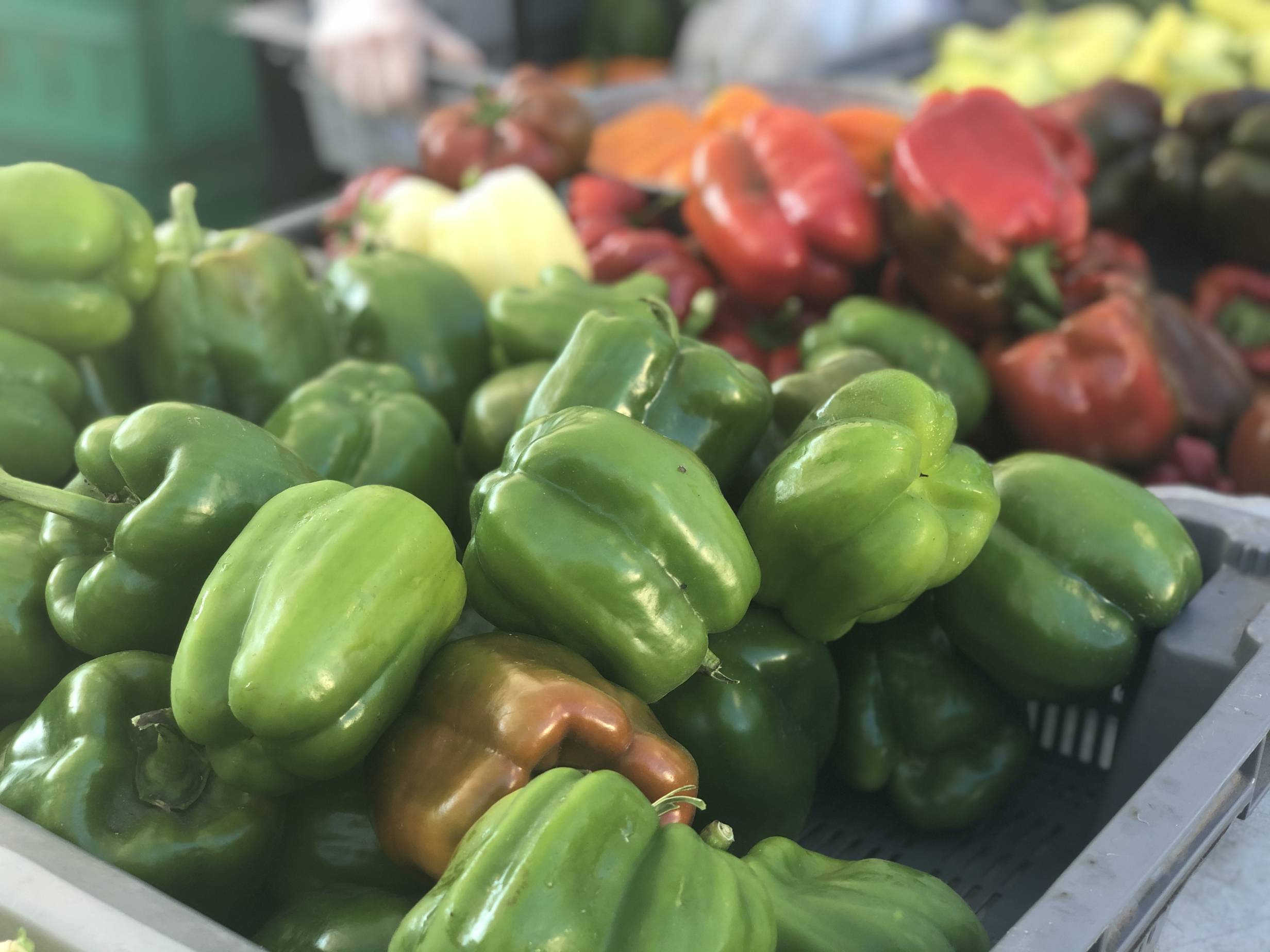 A gray plastic basket holds many green bell peppers next to another gray plastic basket holding red, purple, and yellow bell peppers from Meyer Produce at the Urbana Market in the Square. Photo by Alyssa Buckley.