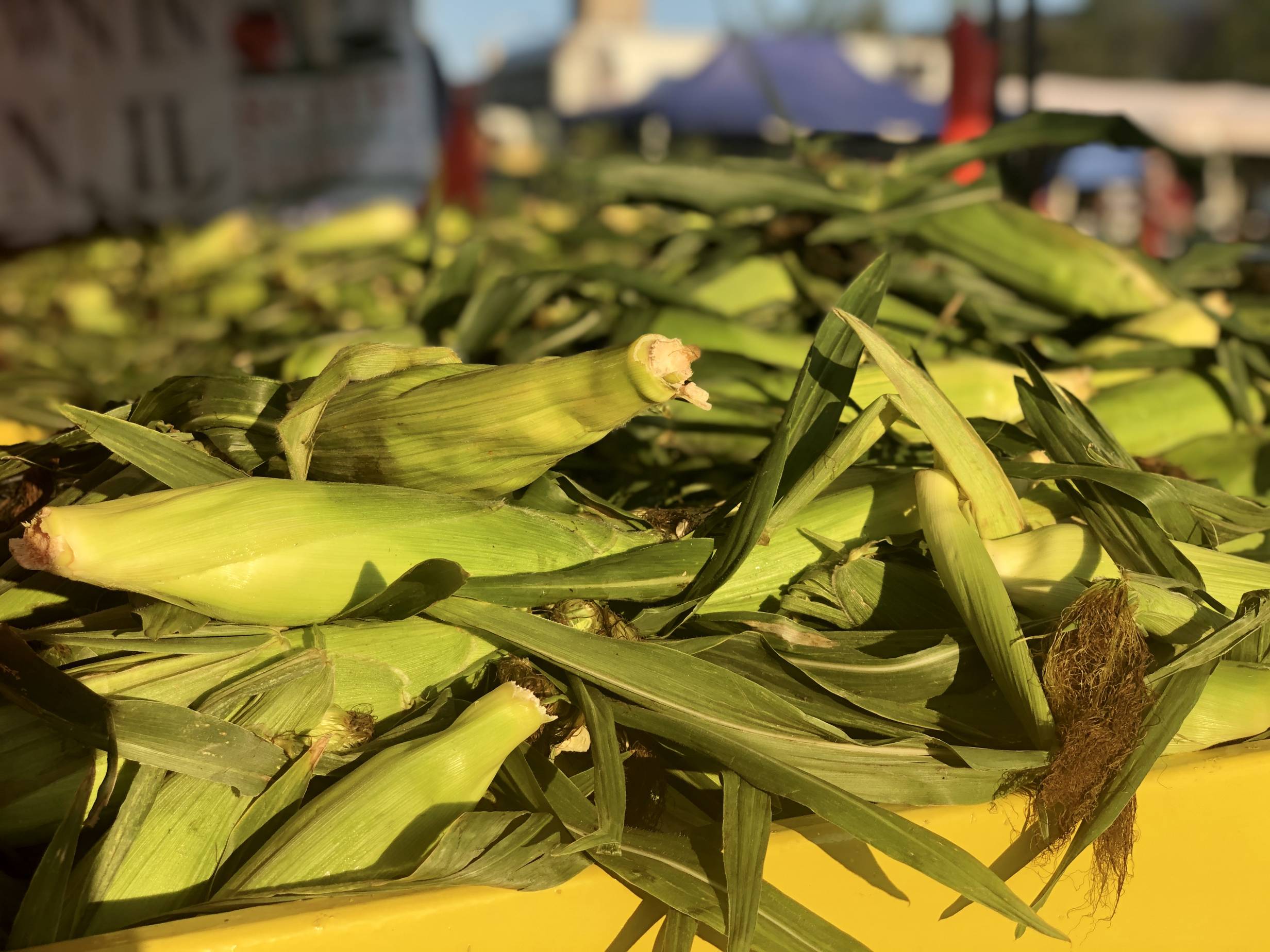 In a bright yellow truckbed, there are hundreds of ears of corn with light green outside and yellow hairs at the top. Photo by Alyssa Buckley.