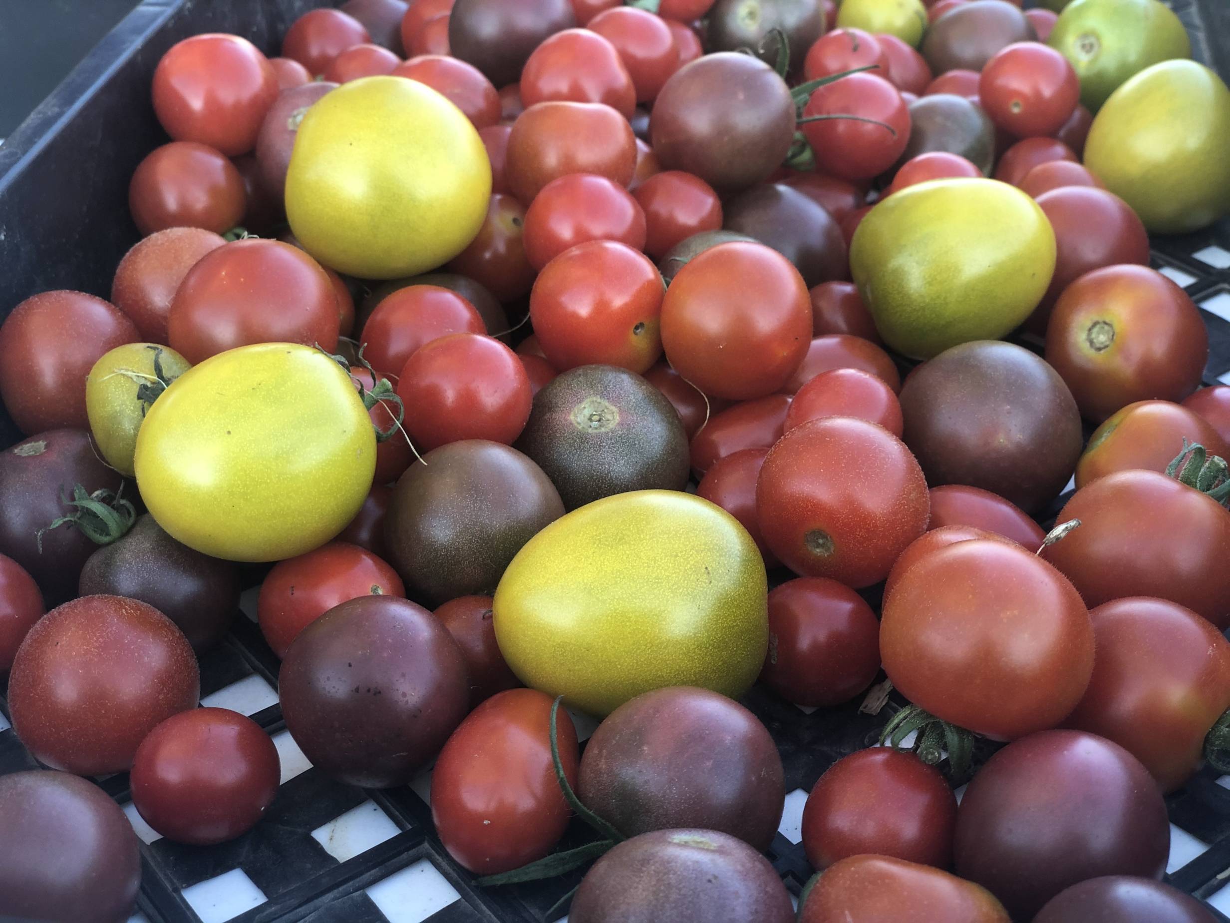 Tomatoes of varying size and in colors of orange, red, and yellow lie in a black plastic gridded container at the Urbana Market in the Square. Photo by Alyssa Buckley.