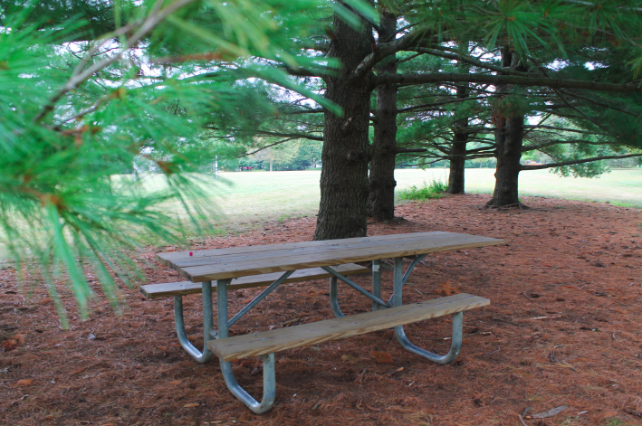 a picture of a wooden table with benches under pine trees 