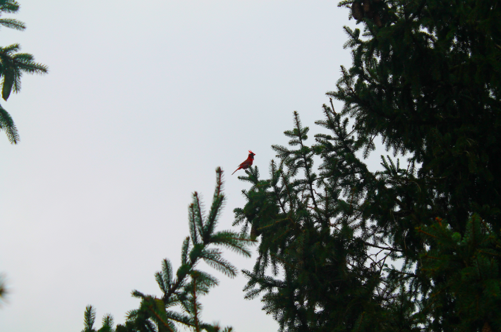 a picture of a cardinal perched atop a pine tree 