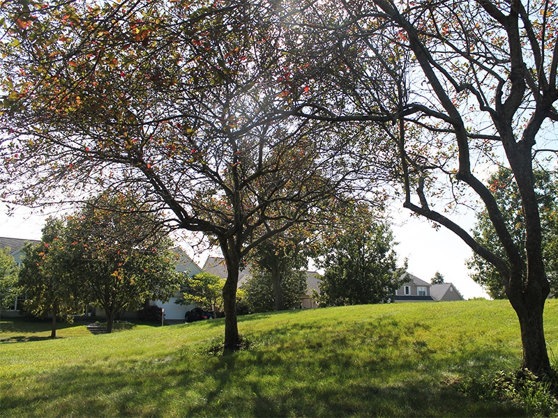 a picture of young trees on a small hill 