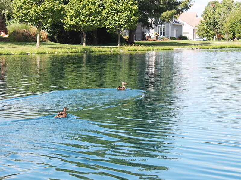 A picture of a pond with ducks swimming in it 