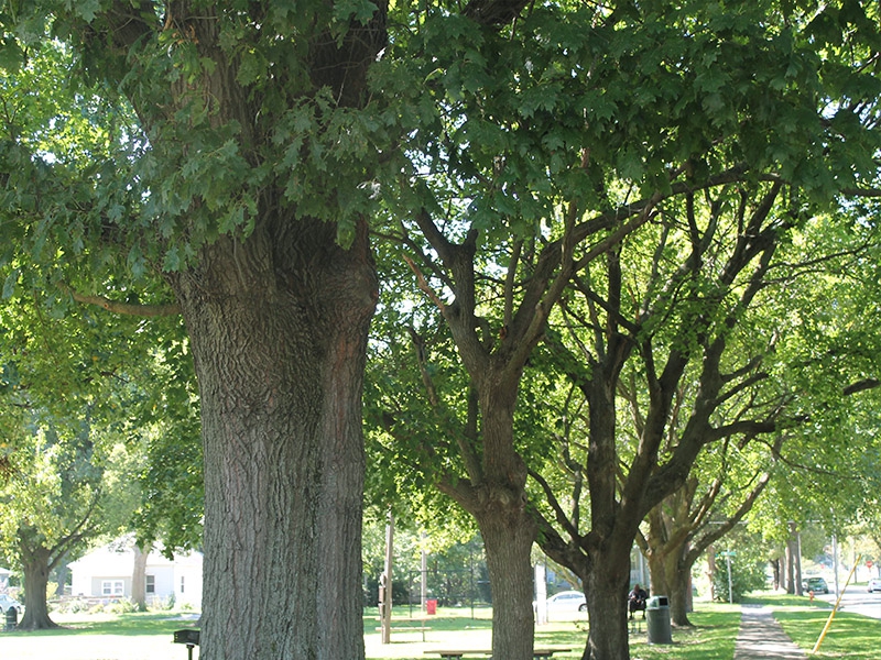 old growth trees line the walkway of beardsley park 