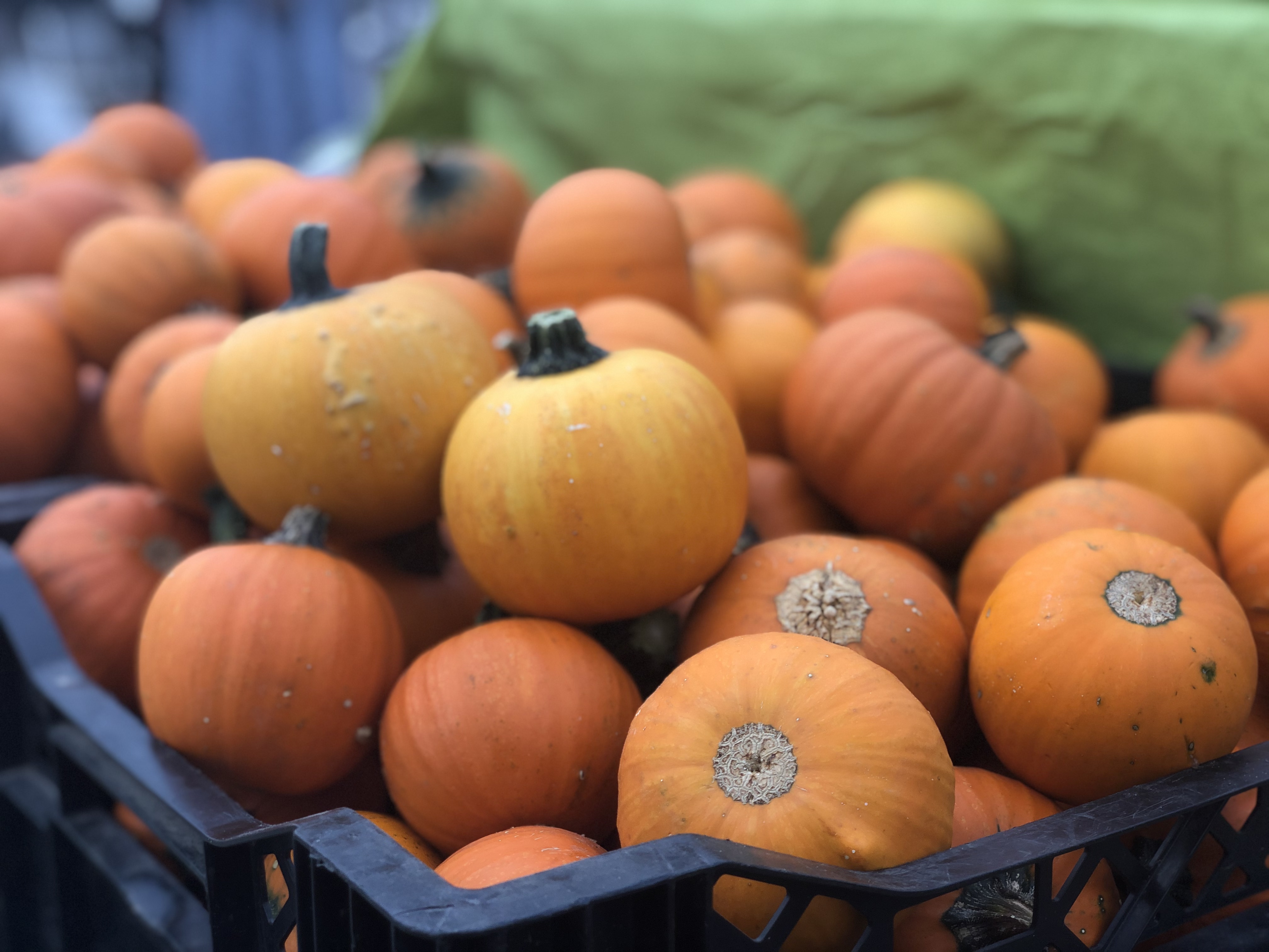 Small pumpkins are stacked on top of each other at the Urbana Market in the Square. Photo by Alyssa Buckley.