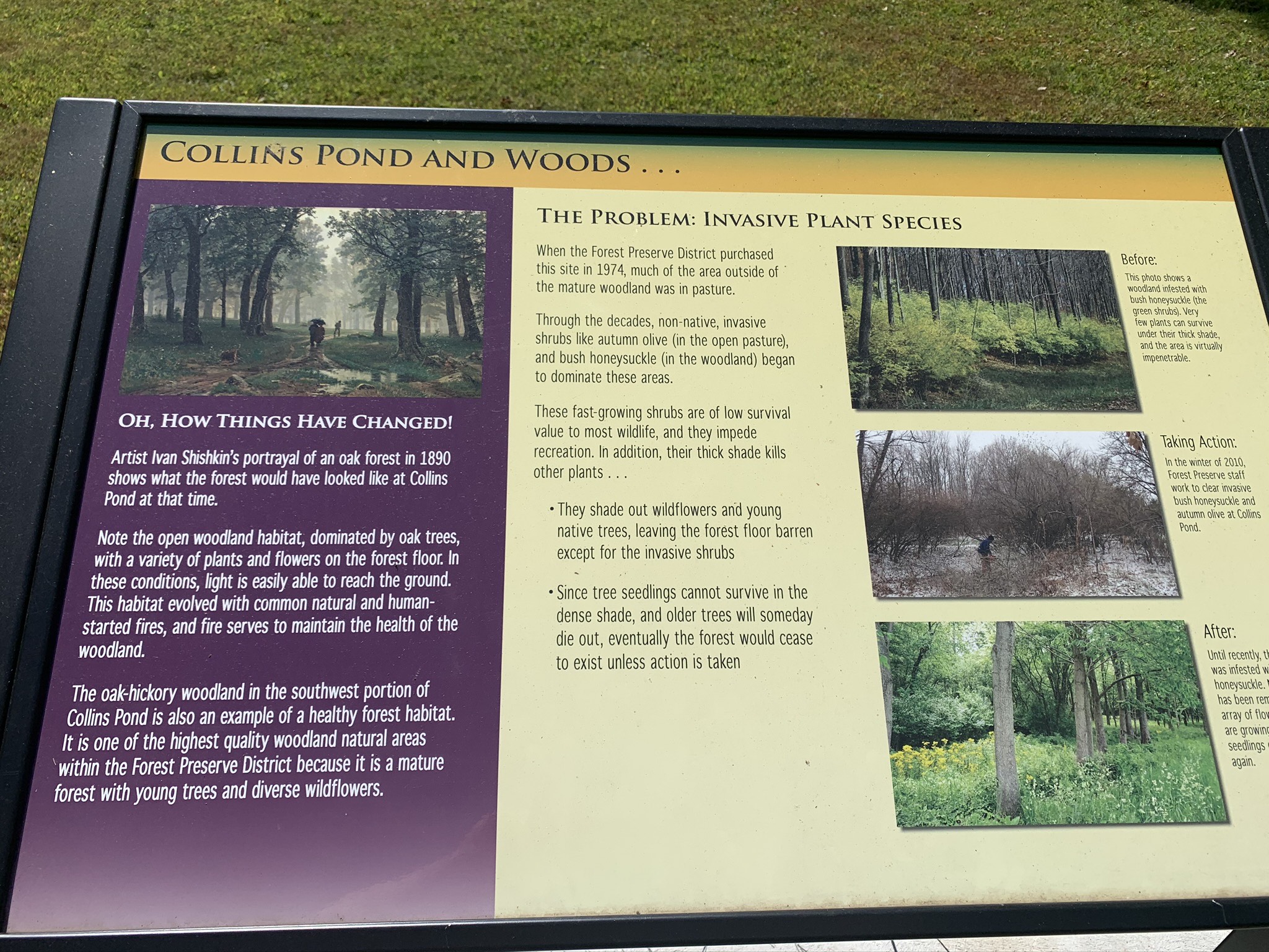 An informational poster on a large lectern discussing the history of Collins Pond. 