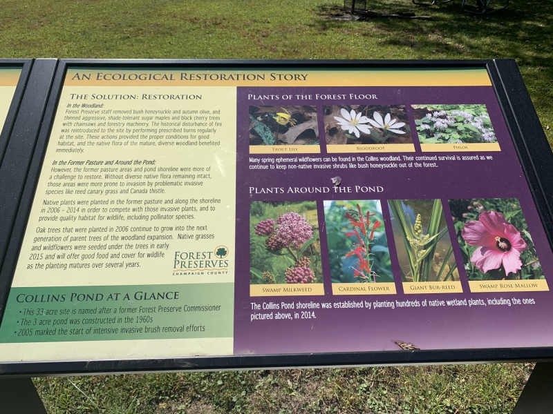 An informational poster on a large lectern gives the ecological history of Collins Pond