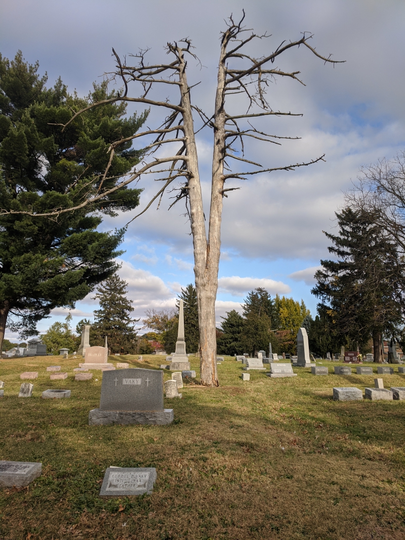 A tall thin tree with a split trunk. Each trunk has thin branches sticking out horizontally. It sits in the middle of several gravestones. Photo by Tom Ackerman.