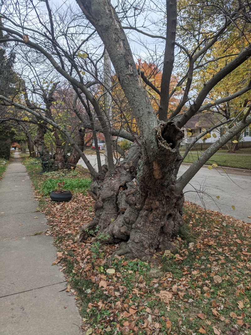 A tree with a wide, gnarled trunk with a hole on one side and bare branches sticking out from it. Photo by Tom Ackerman.