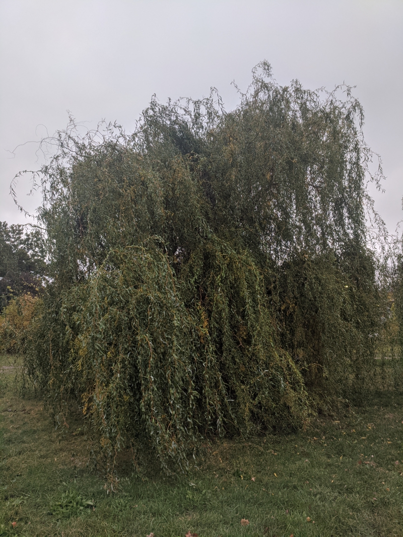 A willow tree with long spindly branches with green leaves that reach all the way to the ground. Photo by Tom Ackerman.