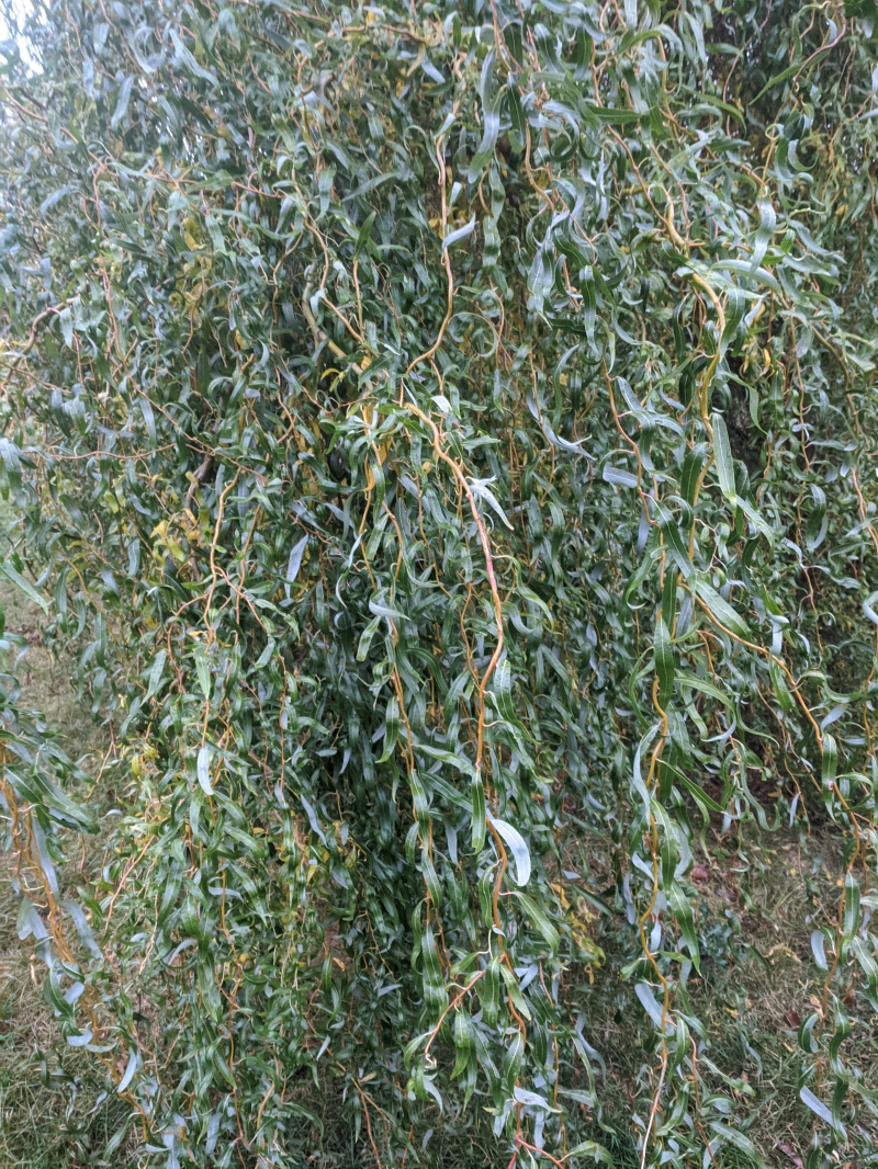 A close up of a tangle of willow branches. Photo by Tom Ackerman.