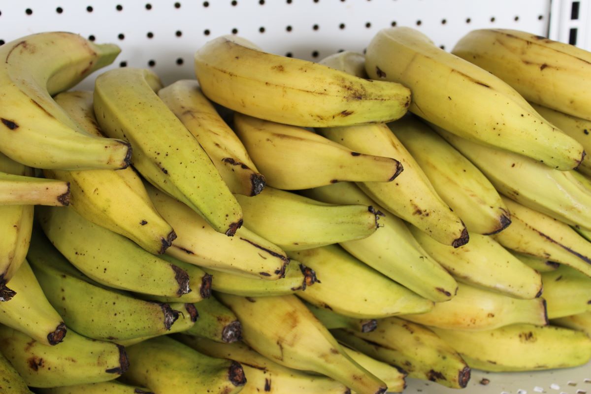 Neat stacks of fresh yellow plantains against a peg board-type metal shelf background. Photo by Tias Paul.
