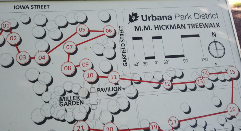 a map of the Hickman Tree Walk in Carle Park 