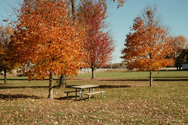 a picnic bench sits under a tree with leaves changing color to autumn 