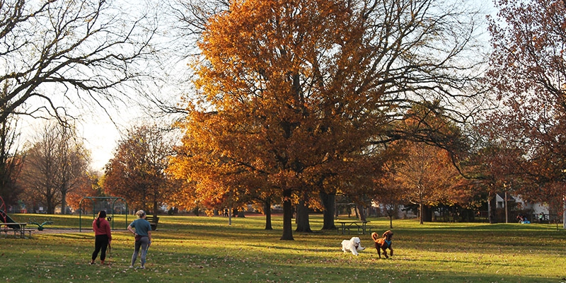 two people talk as two dogs run around a park 