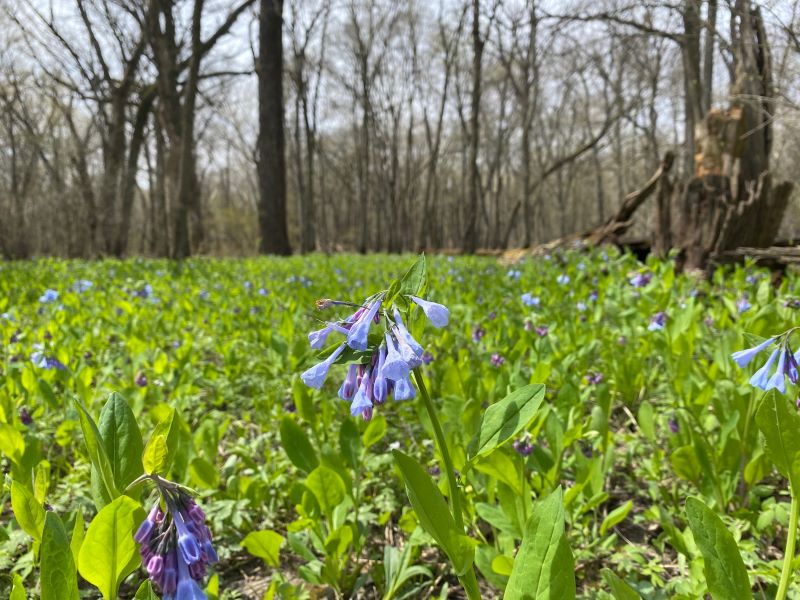 A field of low green plants, some of which have bell shaped blue flowers blooming. There is a row of bare-branched trees along the horizon. Photo by Julie McClure.