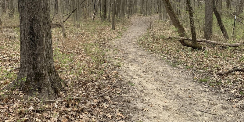 A trail in Busey Woods, mostly brown leaves on the ground. Photo by Seth Fein.