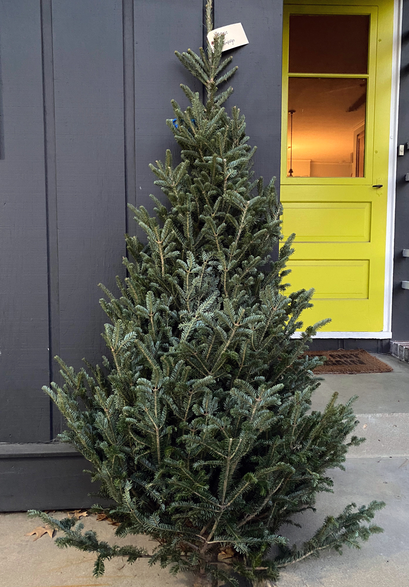 A freshly cut Christmas tree leans against the side of a dark gray house. There is a tag at the top of the tree. To the right is a step leading up to a yellow door. 