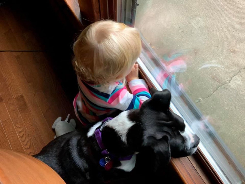 Nova is a black dog with white patches, wearing a purple collar. There is a child next to the dog wearing a pink, blue, and white, multi-striped shirt. They are looking out of a window. Photo by Christa Bonk.