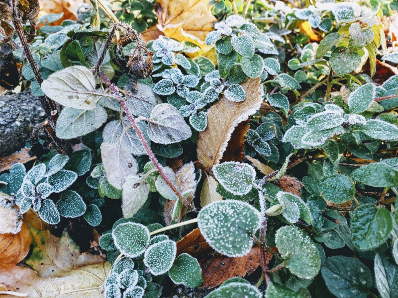 A close up of green leafy plants that have a layer of frost covering them. Photo by Andrew Pritchard.