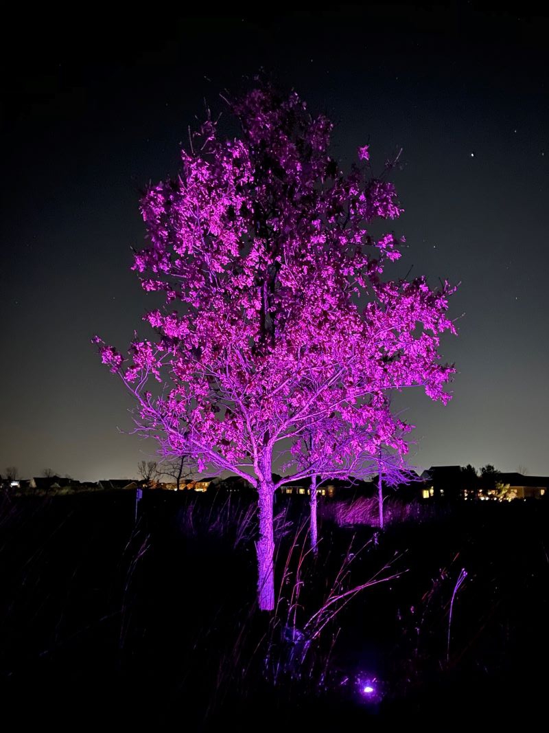 A tree is lighted by a purple spotlight. It is dark outside, and there are houses with lighted windows along the horizon. Photo by Andrew McClure.