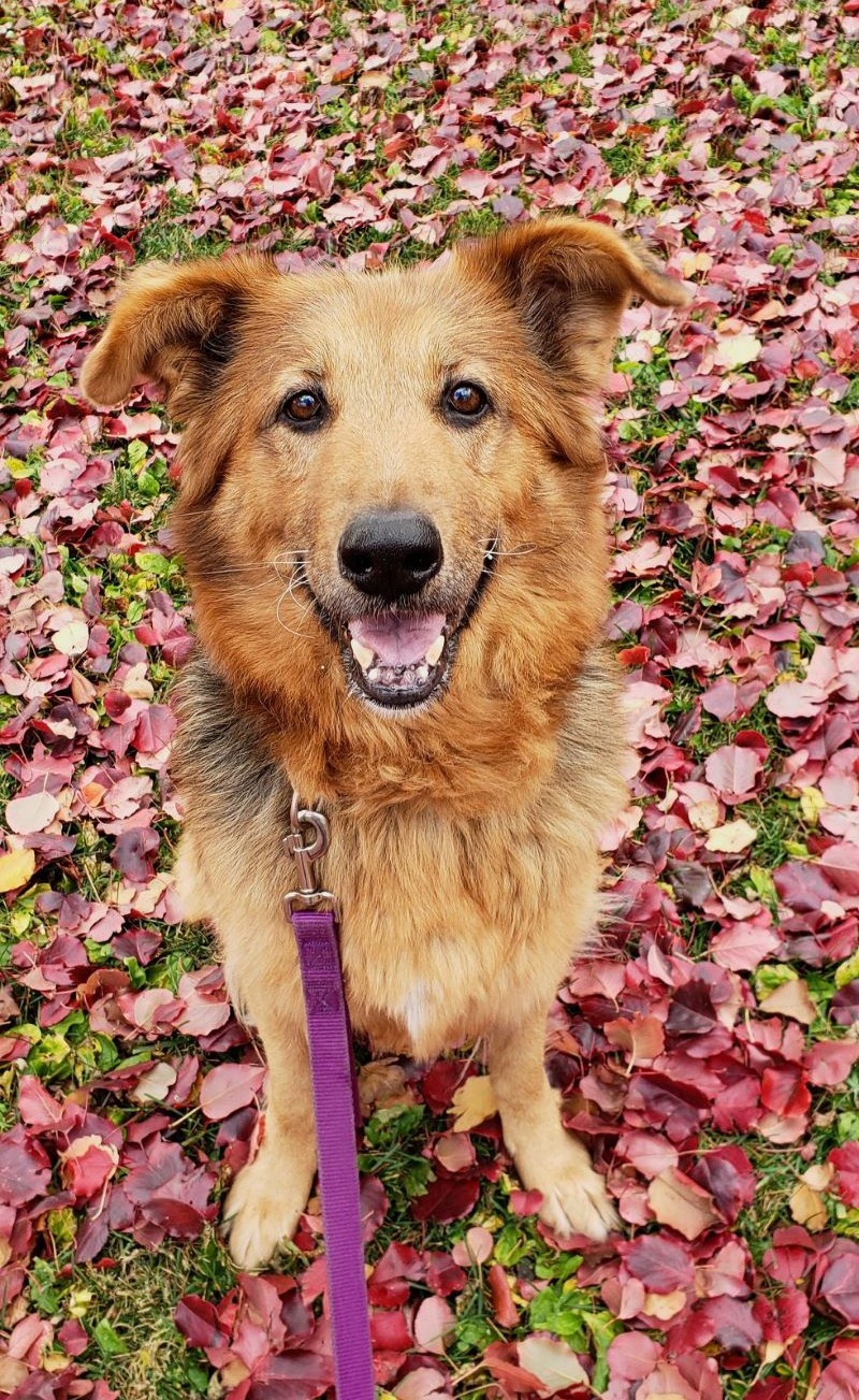 Roxee, a brown dog, is sitting outside surrounded by leaves with a purple leash attached to her. Photo from Champaign County Humane Society Facebook page.