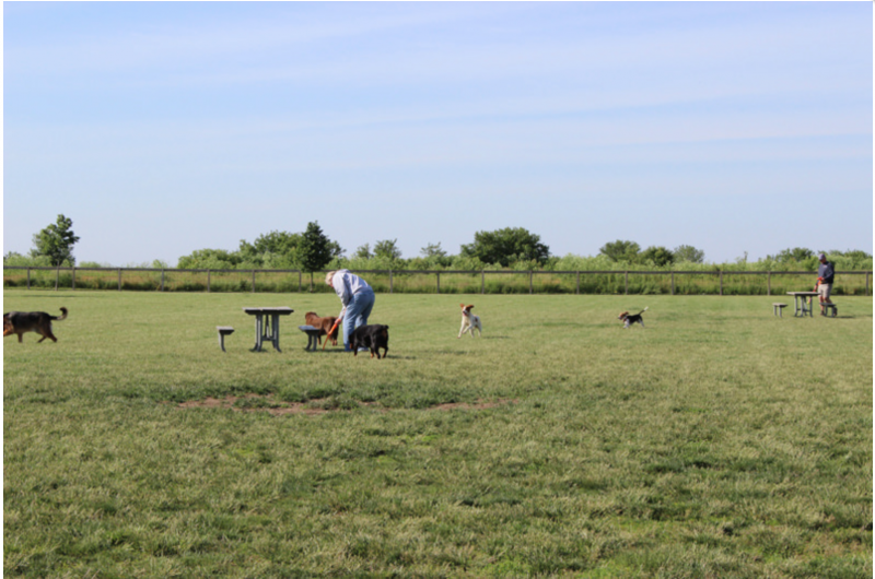 an open field with many dogs and two people attending to them 
