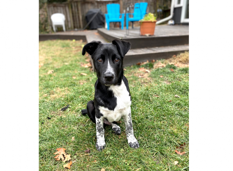 a black and white puppy stares directly into the camera in a backyard 