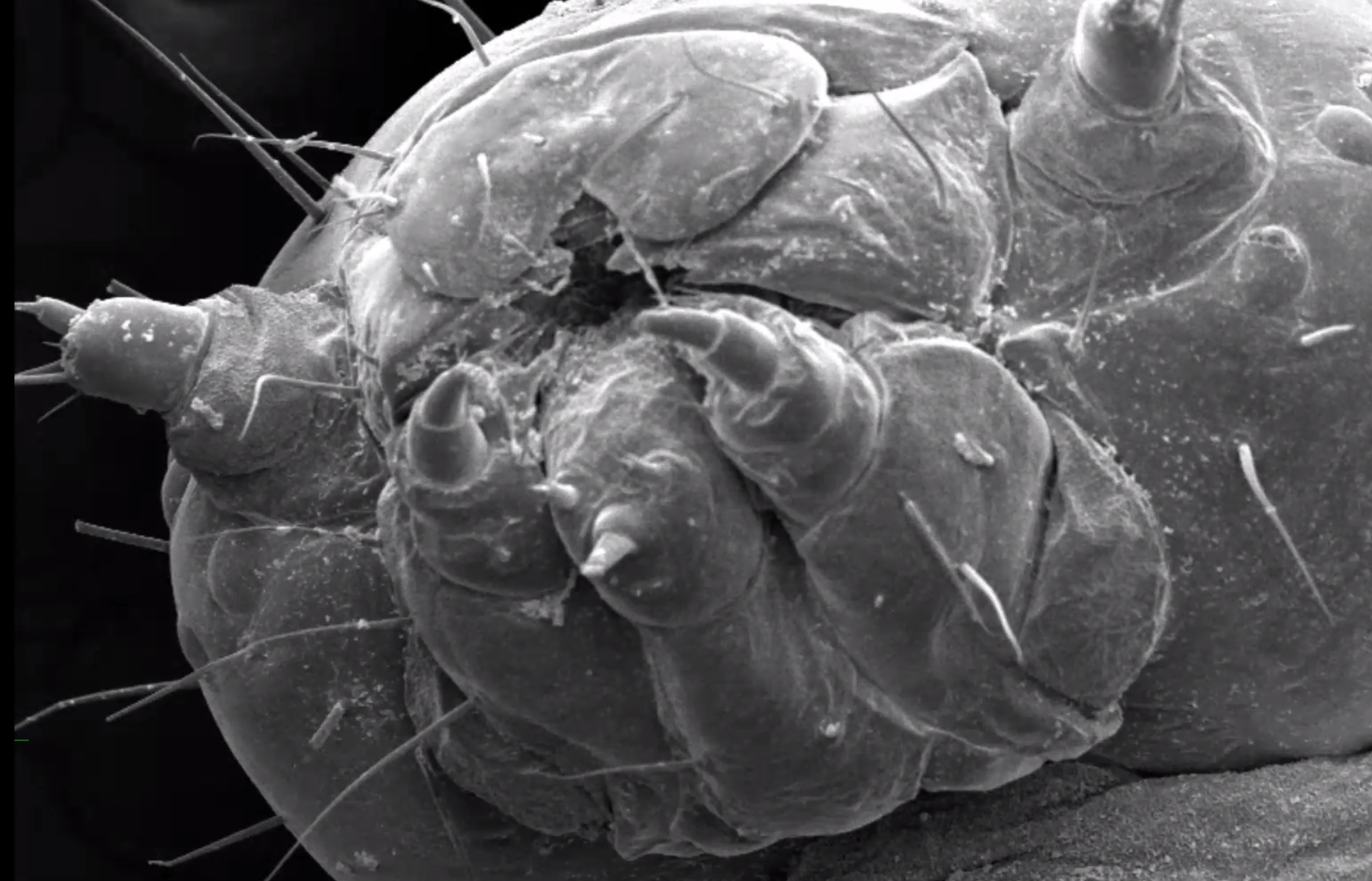 a microscopic image of the pincers of a bug 