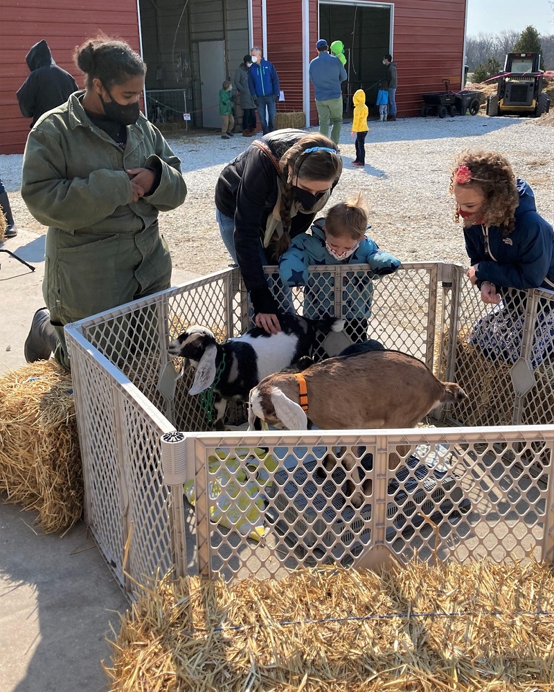 Masked adults and children reaching into a pen to pet baby goats at the farm. Photo courtesy of Prairie Fruit Farms and Creamery.