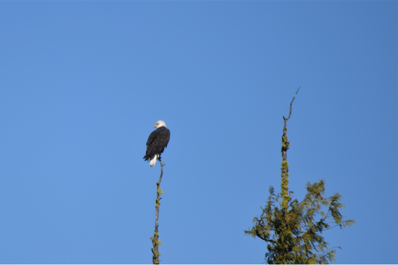 A bald eagle is perched on a tall, thin, vertical branch. The sky is bright blue. Photo provided by Kingfisher Kayaking.