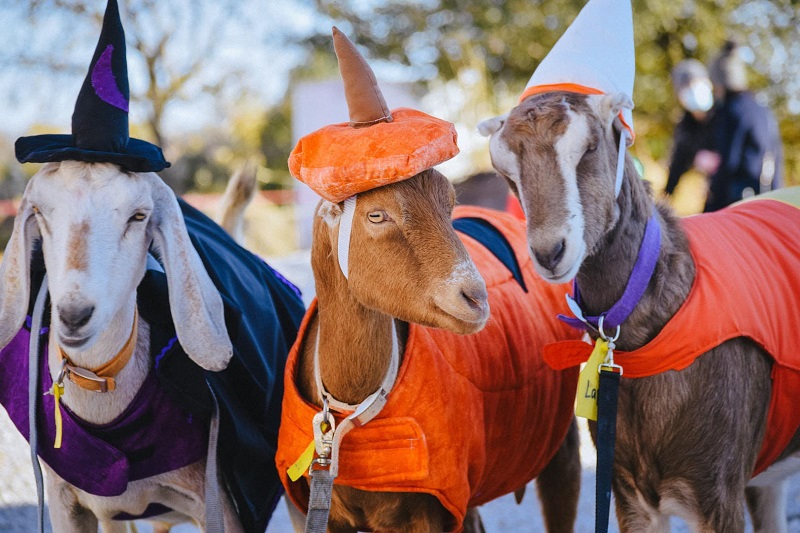 Goats dressed for Halloween as witches and pumpkins. Photo courtesy of Prairie Fruit Farms and Creamery.