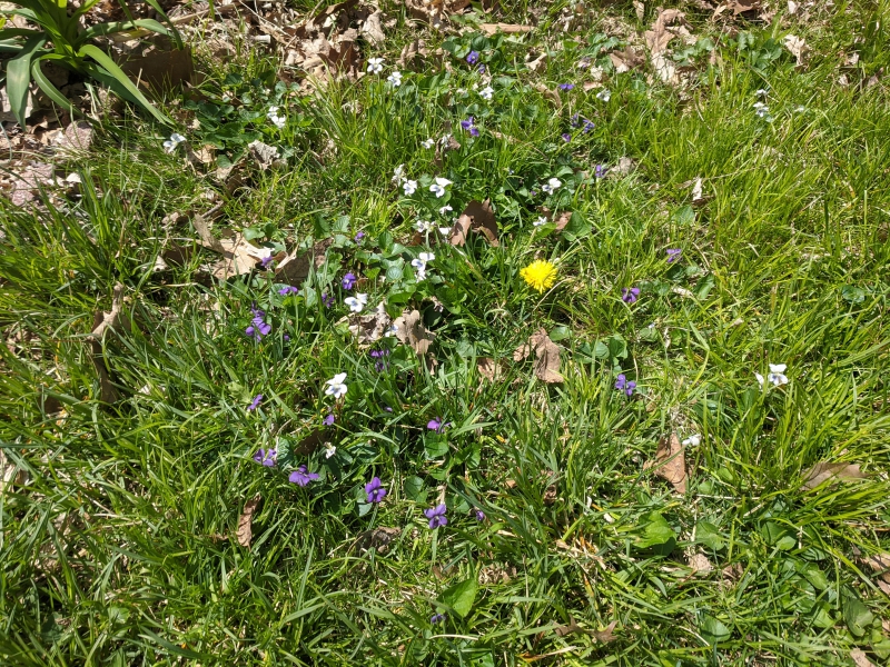 A patch of grass has several white, purple, and yellow flowers interspersed. Photo by Tom Ackerman. 