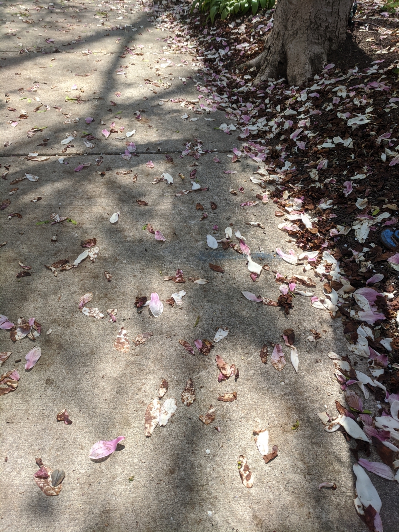A sidewalk and lined by grass and the base of a tree. It is covered in fallen pink and white magnolia petals. Photo by Tom Ackerman.