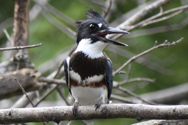 A black and white bird with it's beak open is perched on a branch. Photo provided by Kingfisher Kayaking.