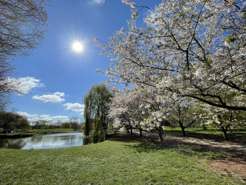 A small pond is framed by a weeping willow tree and a tree with white blossoms. The backdrop is a blue sky with a few white fluffy clouds. Photo by Andrew Pritchard.