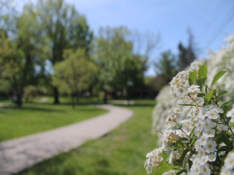 a close up of small white spring flowers with a park in the background