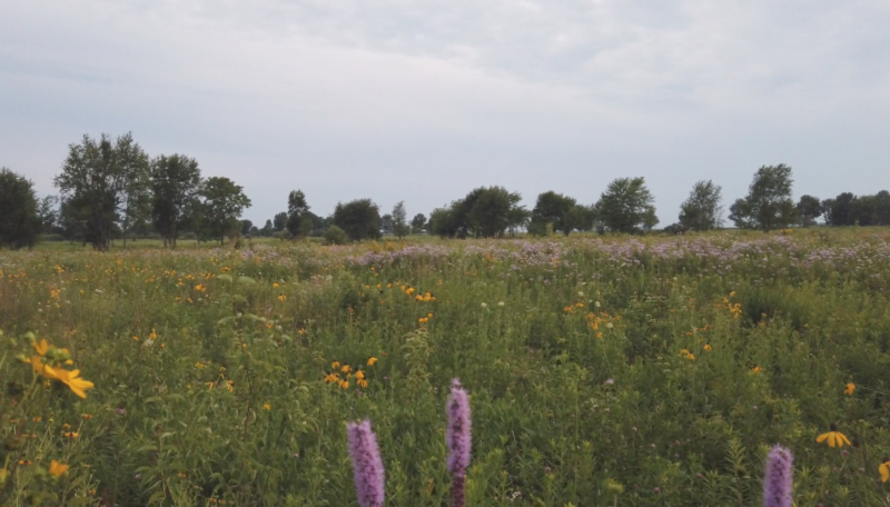 open field of restored prairie with flowers and foliage 
