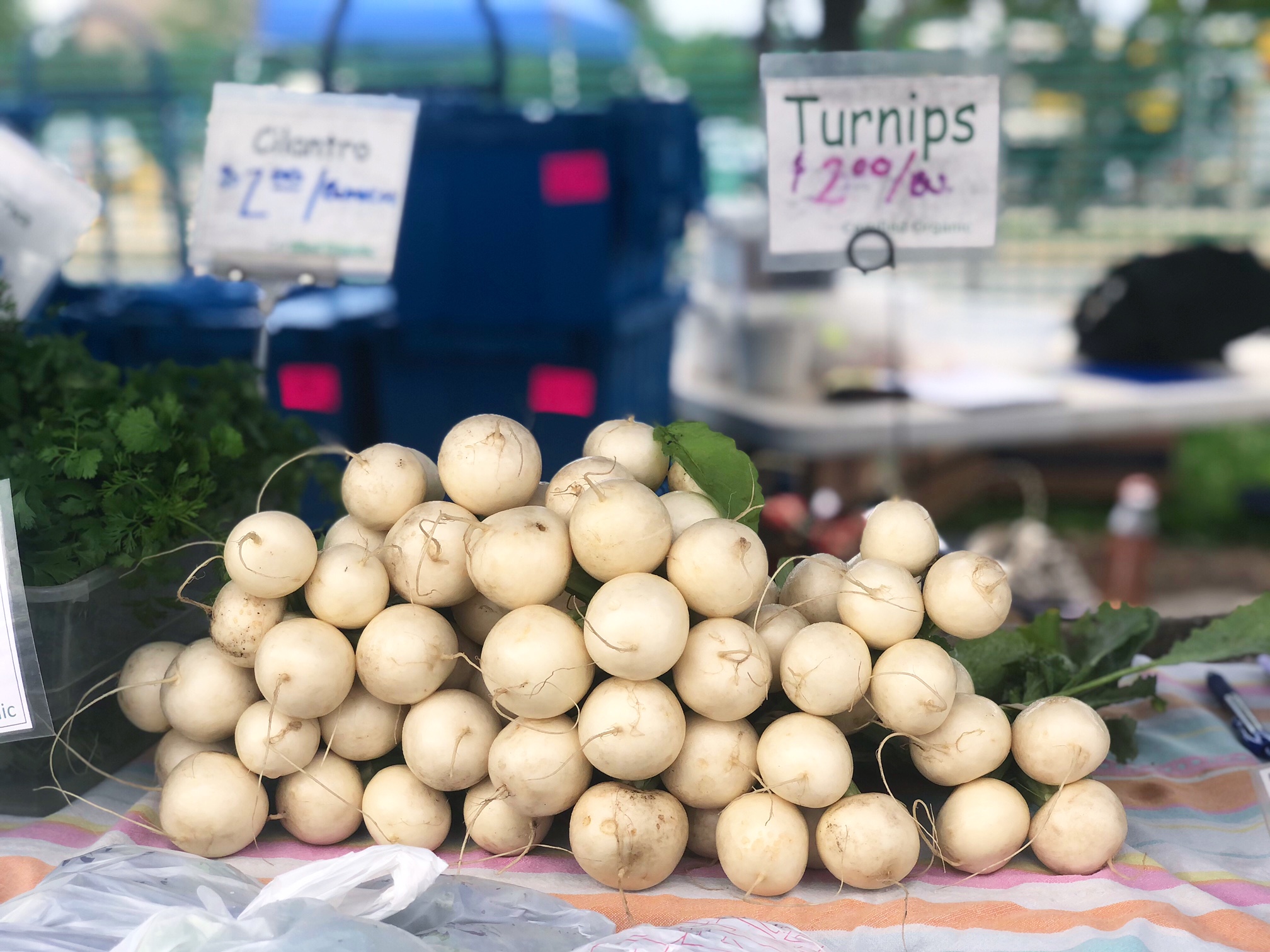 On a table, there is a huge stack of white turnips. Photo by Alyssa Buckley.