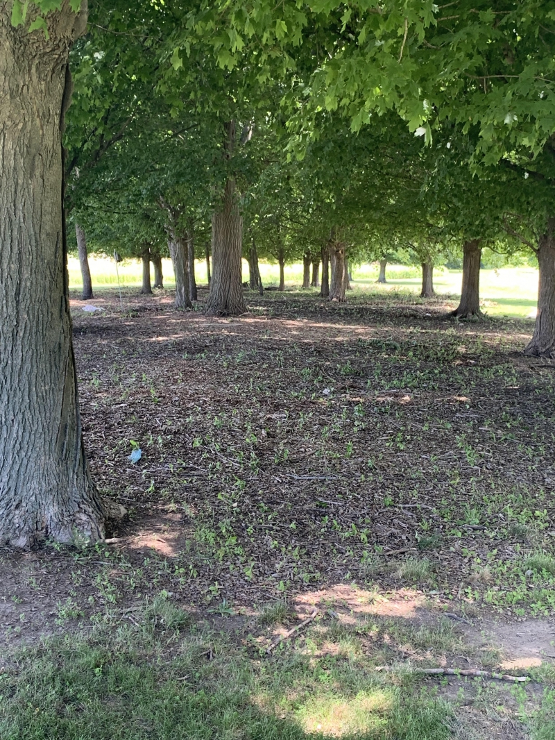 a shady grove in a park 