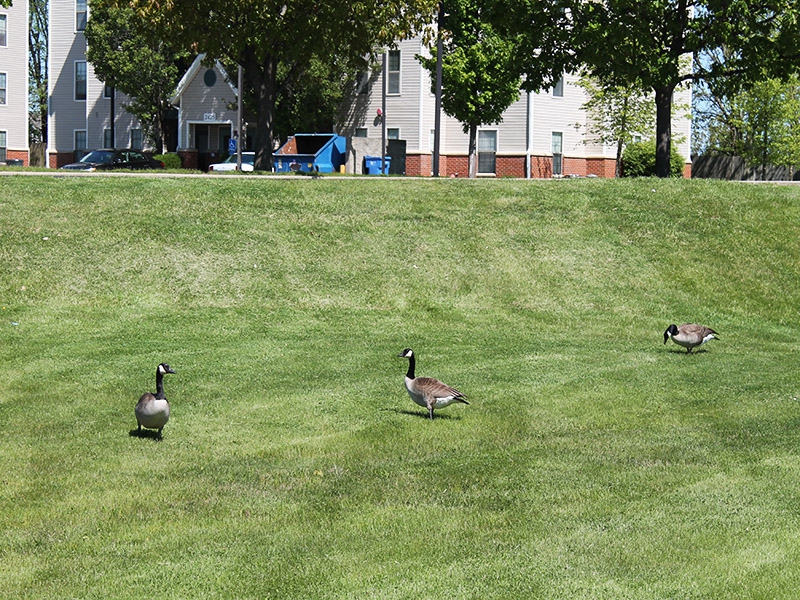 geese walking on green grass 