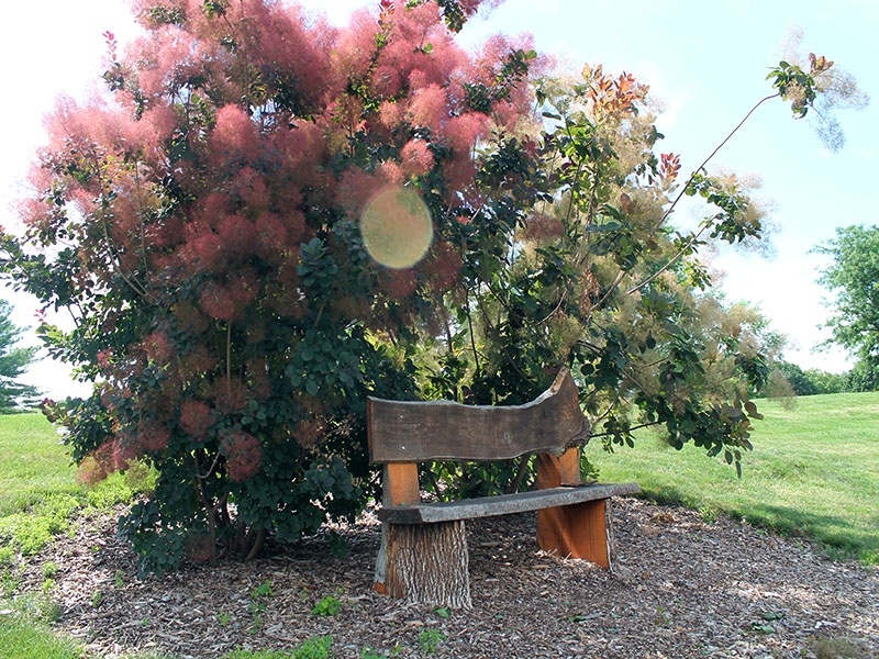 a wooden bench in front of a flowering bush 