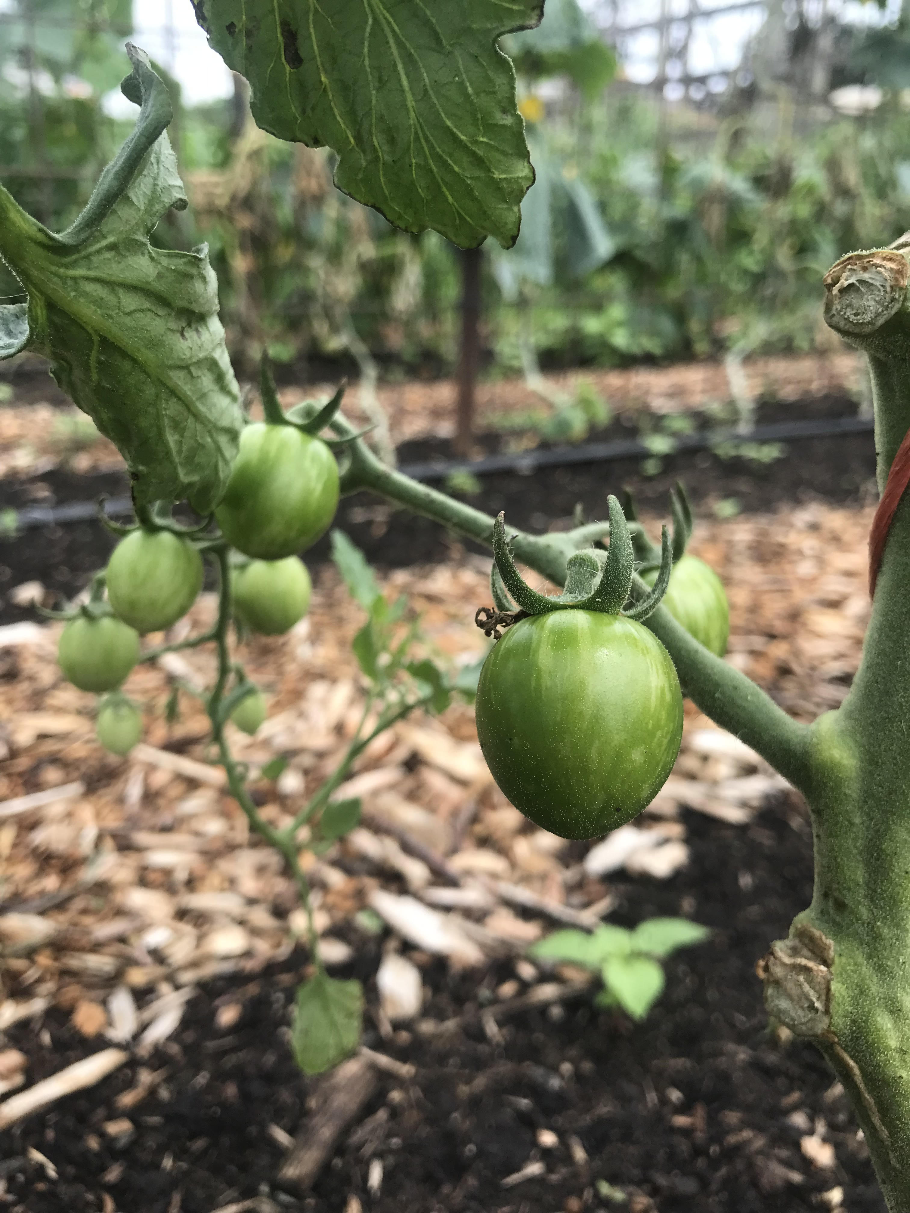 A close up of a green tomato, not yet ripe, on the vine at the Humbleweed Farm. There is an outdoor farm with yellowed grass and green onion plants shooting up in rows with a bright blue sky in the background. Photo by Humbleweed Farm.